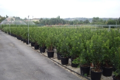 Arbutus unedo 